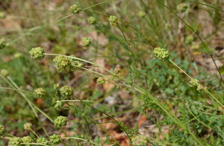 Kleiner Wiesenknopf (Sanguisorba minor) - © Bernard Wieser